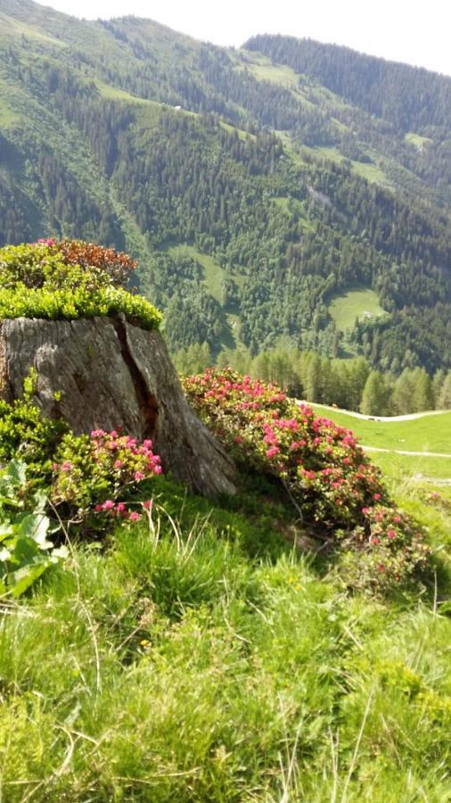 Rieserhof/Fam. Meissnitzer Taxenbach Dış mekan fotoğraf